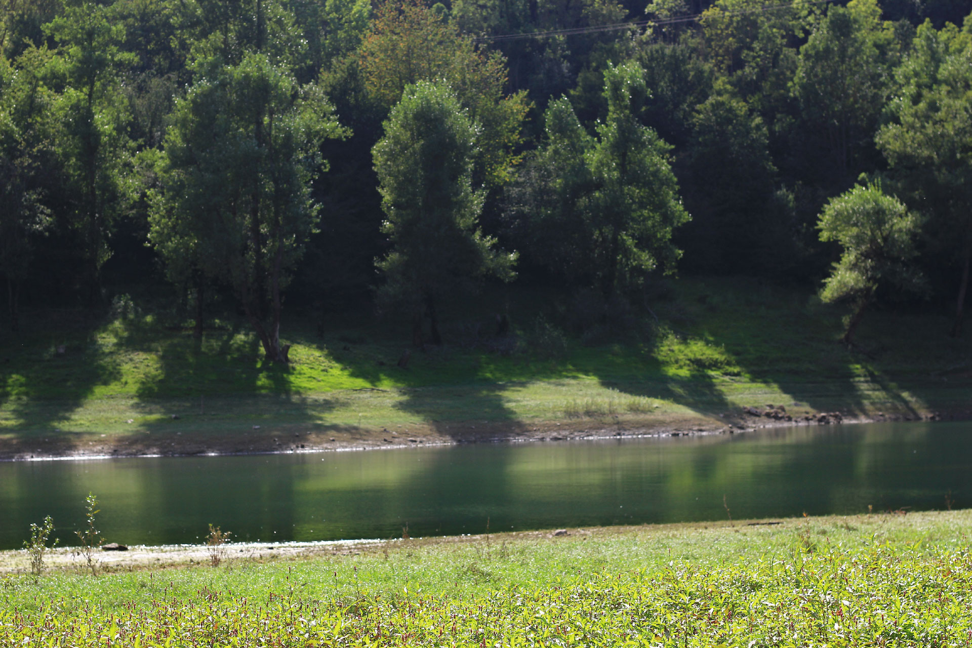 Rivière du lac de Bouvante bordée de sapin et d'une prairie jonchée de fleurs de montagne